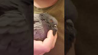 Concussed bird likes me petting him 😭 [upl. by Muriah]