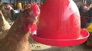 Start Poultry Farming to Boost Your Income [upl. by Aerdied]