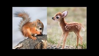 Süße Tierbabys Videos Zusammenstellung  süßer Moment der Tiere 🐤 5 [upl. by Aivartal585]