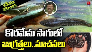 Chenu Chelaka  Koramenu Fish Farming Process by Naveen  Farmers Welfare  T News [upl. by Esiahc]