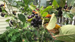 All About Aronia  Chokeberry Harvest [upl. by Attekahs]