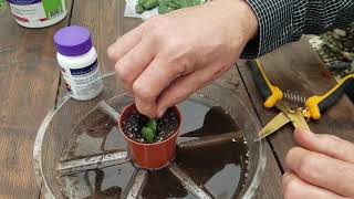 How To Propagate a Christmas Cactus Zygo The Plant Farm® [upl. by Mazel121]