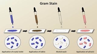 Classification of Bacteria Antibiotics  Lecture 1 [upl. by Argyle]