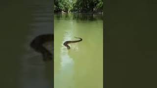 Cottonmouth One Minute Animal Facts [upl. by Arreik372]