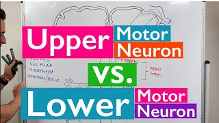 Spinal Cord Injury Motor Neurons and Reflexes [upl. by Ynitsed]