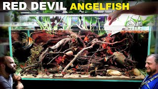 Red Devil Angelfish Aquarium EPIC 4ft Aquascape Tutorial [upl. by Paxton]