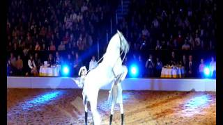 Lippizaner Hengst springt Kapriole in Zeitlupe  Lipizzaner stallion jumping caper in slow motion [upl. by Candy527]