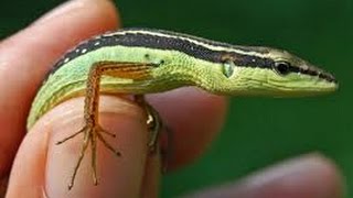 Hewan Langka quotORONGONYOLquot Kadal Rumput Ekor Panjang  Grass Lizard [upl. by Rosane285]