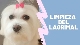 Cómo limpiar el lagrimal a tu Bichón Maltés y perros de pelo largo [upl. by Llenoil308]