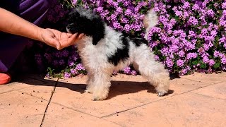 caniche toy arlequin cachorra 3 meses y media [upl. by Yorick]