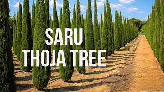 Saru Plantation II Thuja Tree II Kalera Fruit Farms [upl. by Giwdul]