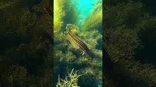 TRULY RARE VIDEO  Giant Kelpfish Mating Ritual shorts [upl. by Lana]