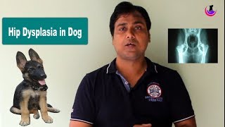 Hip Dysplasia in dogs Influencing Factors  Hindi [upl. by Norred]