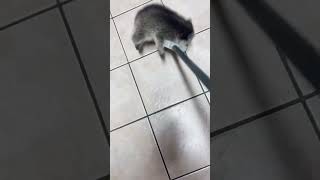 Raccoon Playfully Wrestles With Broom  15233183 [upl. by Bridges]