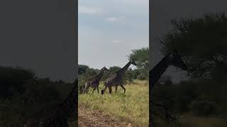 Makuyuni Wildlife Park Tanzania animals wildlife nature [upl. by Colan]