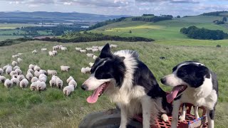 Two fantastic collies gathering sheep [upl. by Xavier]