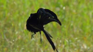 Widowbird Jumping Competition  Planet Earth II  BBC Earth [upl. by Harilda]