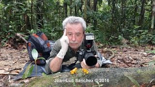 Phyllobates terribilis La grenouille la plus venimeuse du monde Choco Cauca Colombie [upl. by Tound559]