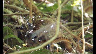 Lyrebird goes crazy mimicking [upl. by Yelrehs]