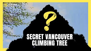 We Go On The Hunt to Find And Scale The Secret Vancouver Climbing Tree [upl. by Ayenet]