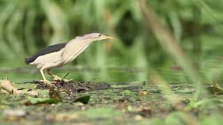 Little Bittern Bird catching fish Mysterious bird from the reeds 1080p [upl. by Undis]