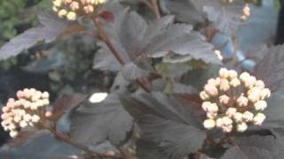 Physocarpus opulifolius Ninebark [upl. by Goebel]