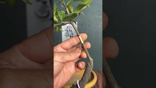 Propagation Plants and Trees Easily shortsvideo shorts youtubeshorts propagation trees [upl. by Flaherty]