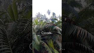 Cycads Natures living fossil 🍃 Dinosaurs era [upl. by Secor]