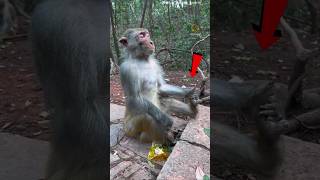 This miraculous monkey was seen worshipping Lord Hanuman 😱 shorts dailyfacts shortsvideo [upl. by Occor478]