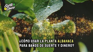 ¿Cómo usar la planta Albahaca para baños de suerte y dinero [upl. by Willing]