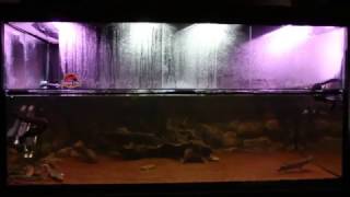 1400L Prehistoric Predator Aquarium Fire Eel Lungfish Gar Bichirs amp Arowana [upl. by Artemisia465]