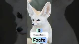 5 LittleKnown Facts About Fennec Foxes facts animals animal [upl. by Euqirne]