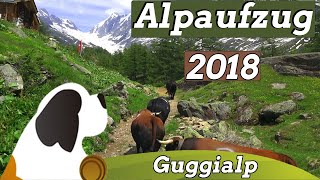 Alpaufzug Guggialp 2018 Montée à lalpageCattle drive [upl. by Anida]