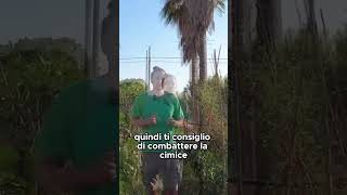 ATTENZIONE ALLE CIMICI  GUARDA IL VIDEO COMPLETO shorts [upl. by Geis649]