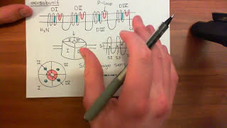 Action Potential Explained  The Neuron [upl. by Crutcher63]