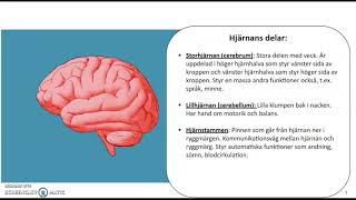 Biologisk psykologi  del 1 [upl. by Asirem924]