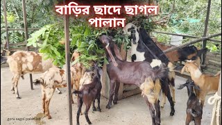 বাড়ির ছাদে ছাগল পালার এক আজব কৌশল আনিস মিয়া 01710824043 [upl. by Attenrad]