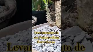 Levantamento de um Pachypodium Horombense africa brasil love cactos travel cactosesuculentas [upl. by Dorothee206]