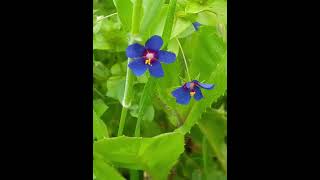 מרגנית השדה Anagallis arvensis [upl. by Hterag]