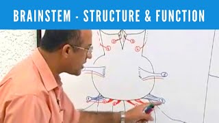 Brainstem  Structure and Function  Neuroanatomy [upl. by Melania]