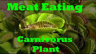 Plants that eat meat  Carnivorous Plants  Predatory Plants  Venus Flytrap [upl. by Suoicerpal654]