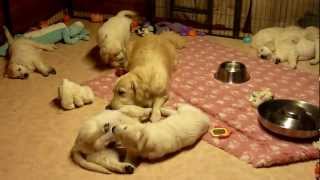 Golden Retriever Mum educating her puppies aged 7 weeks [upl. by Assirol70]