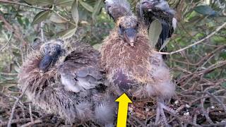 Baby Birds Chirping in the Nest  Calling for Food nature [upl. by Jagir733]