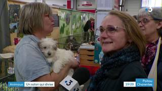 Salon du chiot  Poitiers [upl. by Aerdnad]