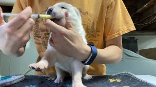 Alabai Puppies second DEWORMING 🫰🪱🥴 [upl. by Lemraj15]