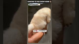 Top 🏆 quality Chow Chow puppy 🐶 for sale in Bangalore at low price 💥 pets petlover [upl. by Treboh]