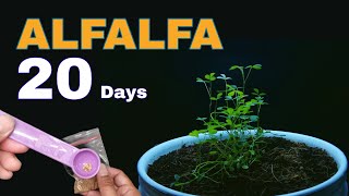 Growing Alfalfa From Seeds I timelapse for 20 days [upl. by Anyaj375]