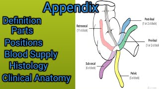 Appendix  Vermiform Appendix [upl. by Reade396]