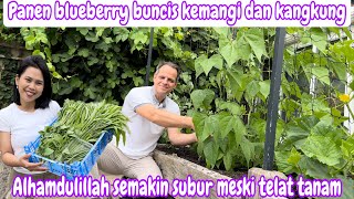 PANEN BLUEBERRY BUNCIS KEMANGI DAN KANGKUNG  ALHAMDULILLAH SEMAKIN SUBUR MESKI TELAT TANAM [upl. by Janessa]