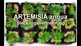 Artemisia annua als Stecklingsvermehrung wwwjiaogulanruschcom [upl. by Still]